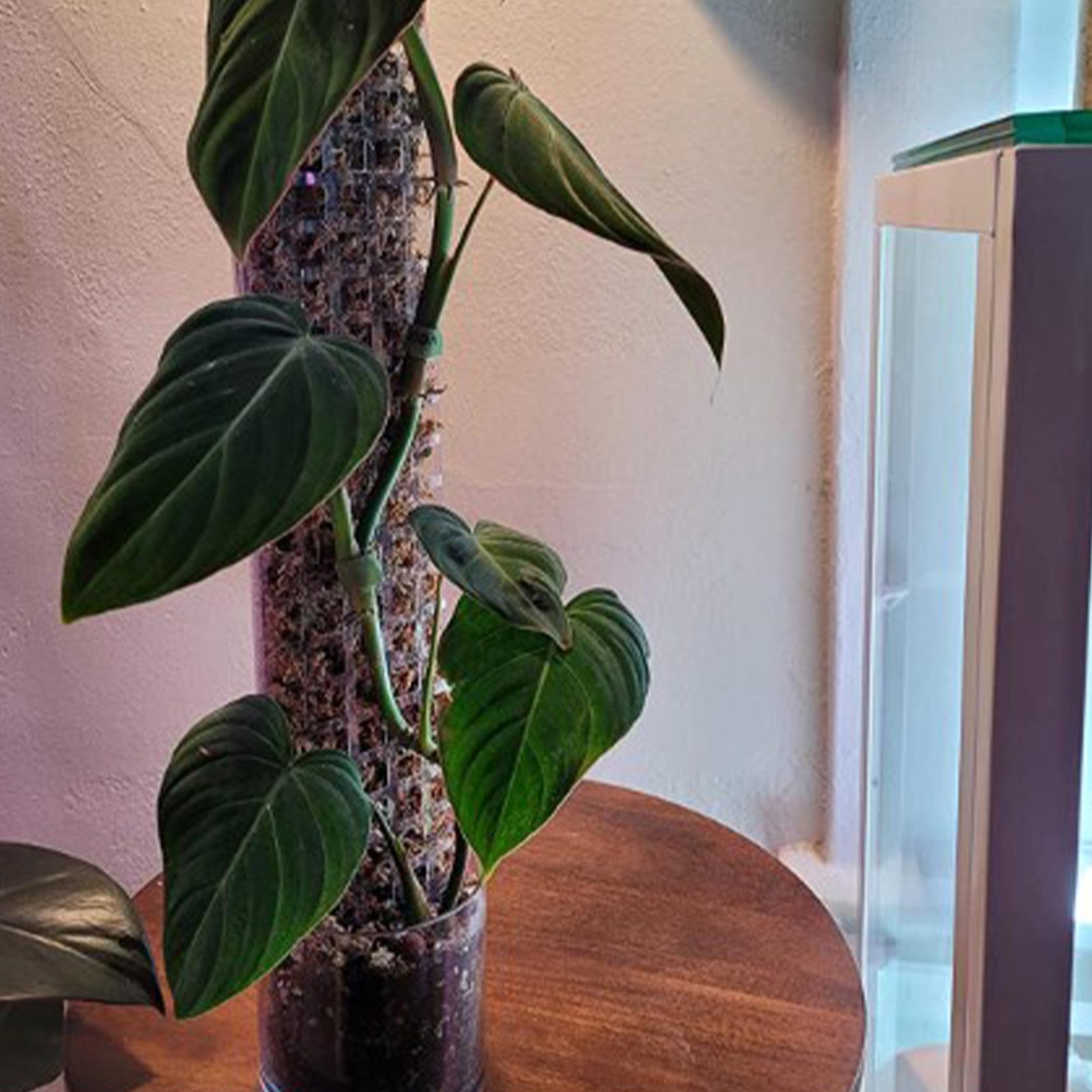 

Monstera Moss Pole Plant Support Poles Garden Growth Stake Plastic Moss Pole for Plants Monstera for Indoor Climbing Plants China Mainland