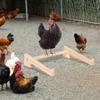 Hühnerstange für Stall Geflügel Trainingsstange Holz Sitzstange zum Schlafen für Henne Küken Vögel Papagei Spiel Sitztraining Unterstützung
