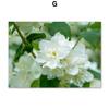 Tulip Flower Canvas Wall Art Pictures Nordic Floral Posters On The Wall Frameless Landscape Paintings for Interior No Frame