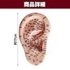 Felimoa Ear Pressure Point Model Massage Acupuncture Position Confirmation Easy To Understand Disorder Improvement Pressure Points