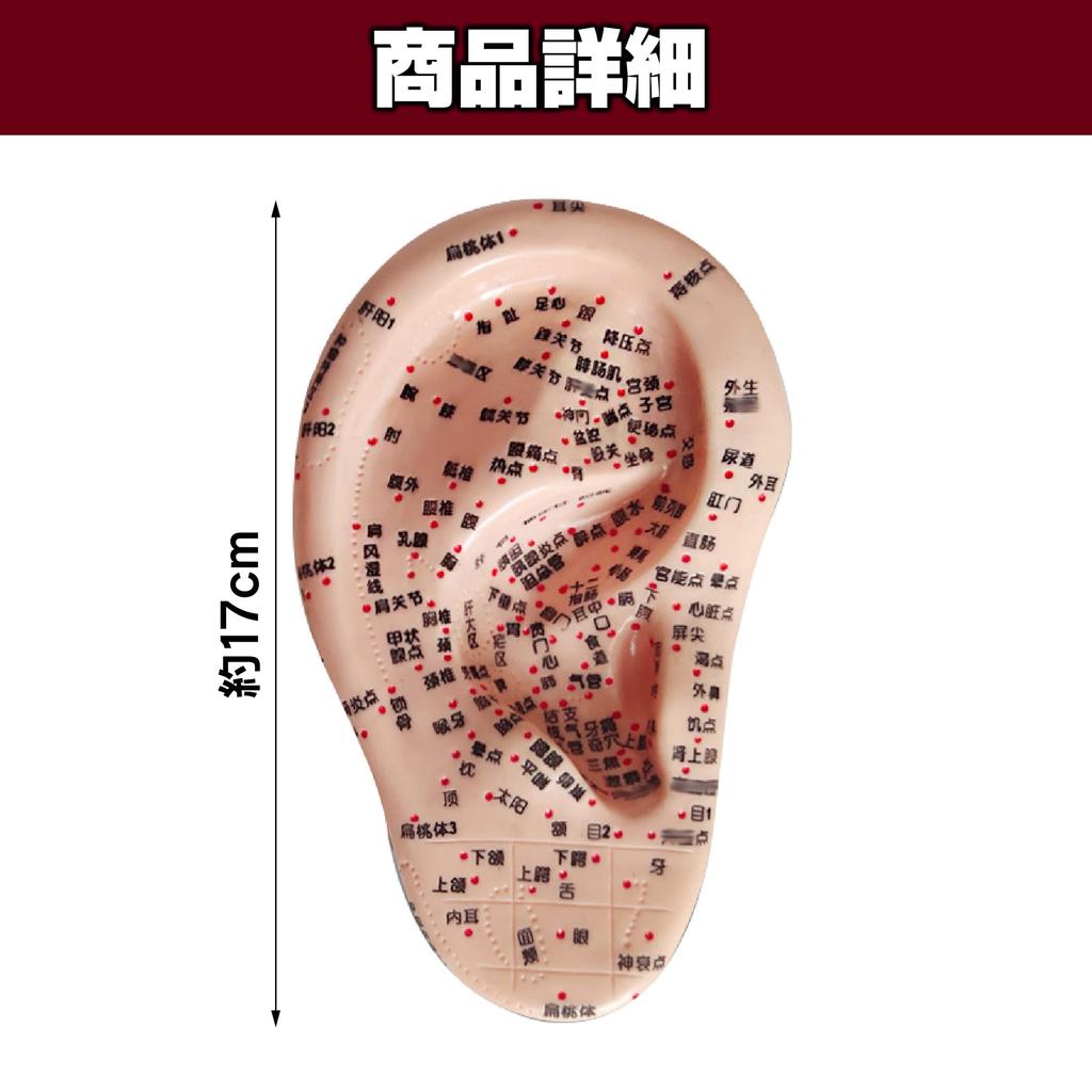 Felimoa Ear Pressure Point Model Massage Acupuncture Position Confirmation Easy To Understand Disorder Improvement Pressure Points