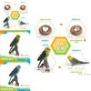 Childrens Parrot Model Pvc Growth Cycle Educational Bird Display For Kids