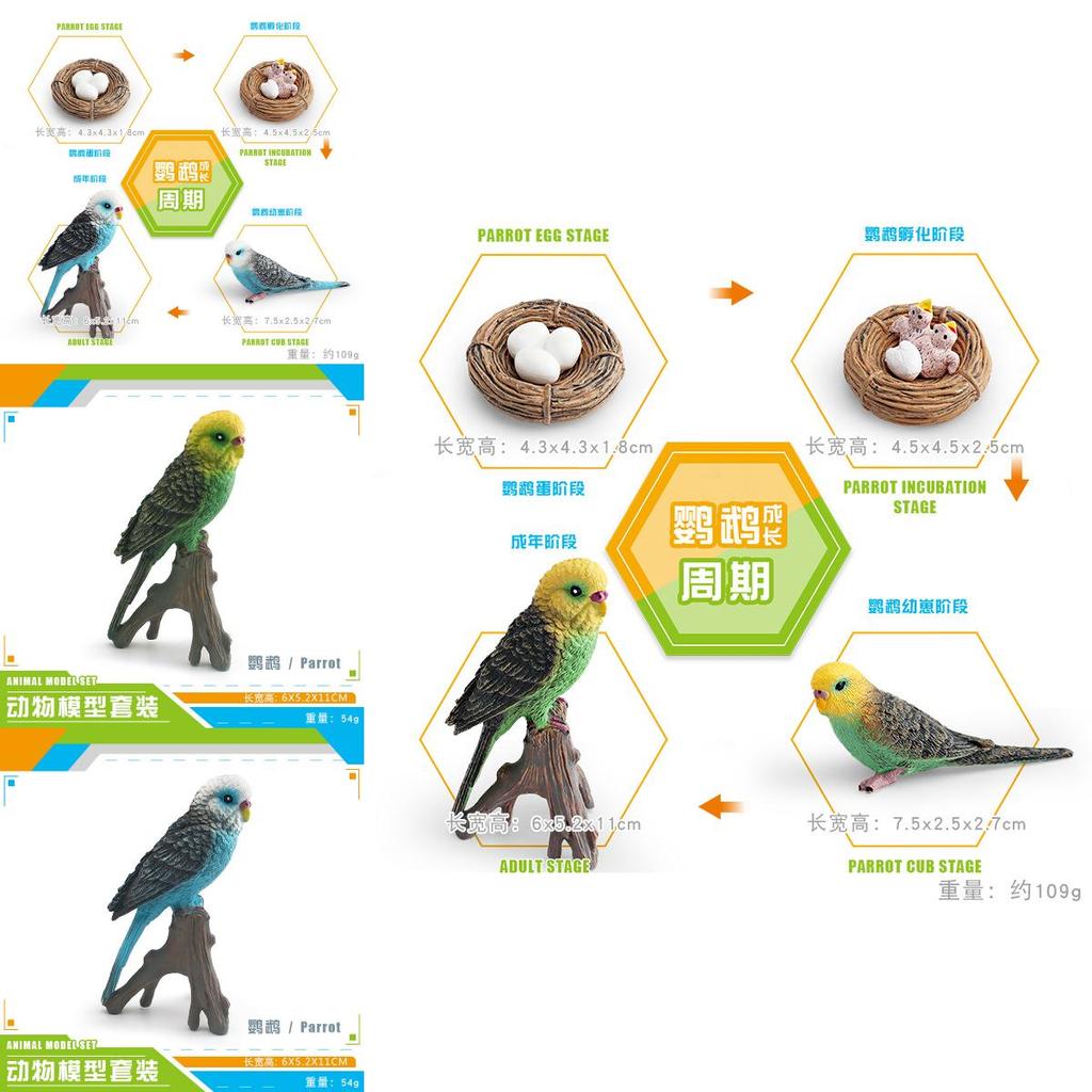 Childrens Parrot Model Pvc Growth Cycle Educational Bird Display For Kids