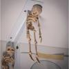 Bewegliche Magnetische Skelettfigur Für Kühlschrank Auto Büro Flexible Gelenke Detailliert Halloween Party Dekoration Zubehör