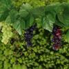 1 Pcs Decoration Grapes Bunch Wine Grapes Artificial Fruit Artificial Vegetables Simulated Fruit Props Accessories