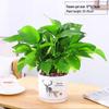 Pothos Plant In Porcelain Pot
