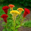 200 Zaden van Hanenkam (Celosia argentea cristata nana)