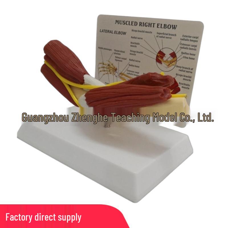 Human Elbow Joint Model with Muscles for Movement Teaching and Fitness Demonstration