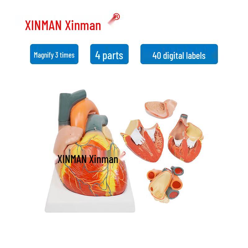XINMAN Adult Human Heart Anatomy Model