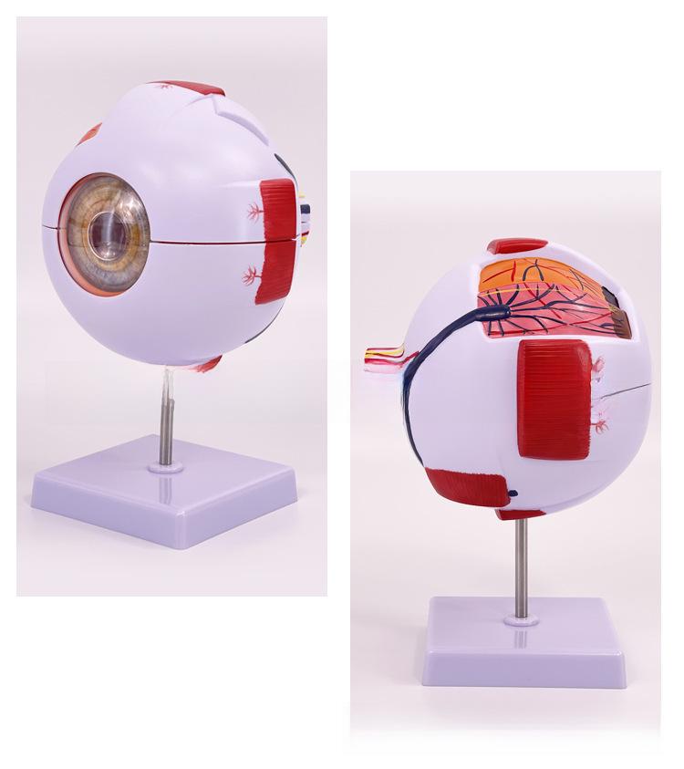 High-End Professional Human Eye Anatomical Model for Ophthalmology