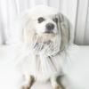 Copricapo Traspirante per Cani Maschera Protettiva per Animali Domestici Copricapo Confortevole Anti-Morso Copricapo Anti-Zanzare Prevenzione Mangiare Casuale