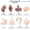 Children's Cognitive Toys: Frog Tadpole Growth Cycle Models