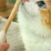1/6 Stück Kreatives Großes Wattestäbchenförmiges Katzenminze-Spielzeug Riesiger Kätzchen-Mahl-Beißstab Haltbares Zahnreinigungs- und Mahlseil