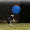 Interactively Dogs Outdoor Inflatable Ball Toy Molar Herding Ball Toy Durably Physical Activity Training Self Play Toy