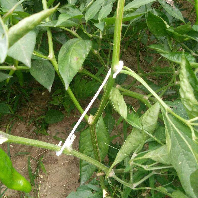 50/20/10Pcs J Shaped Tomato Hooks Vegetable Cherry Grape Plant Support Clips Prevent Tomato Fruit Cluster Hooks Garden Supplies