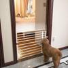 Cães – Casotas, tocas, currais