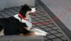 Hexa City Dog Leash, Width , S, /