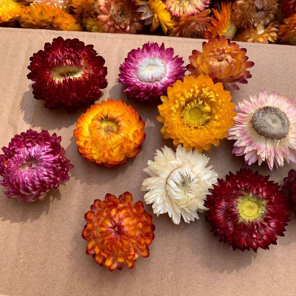 Christmas Pine Cones & Dried Flowers Pack - Eucalyptus, Pine Wood, Cotton, Handmade Photography Props