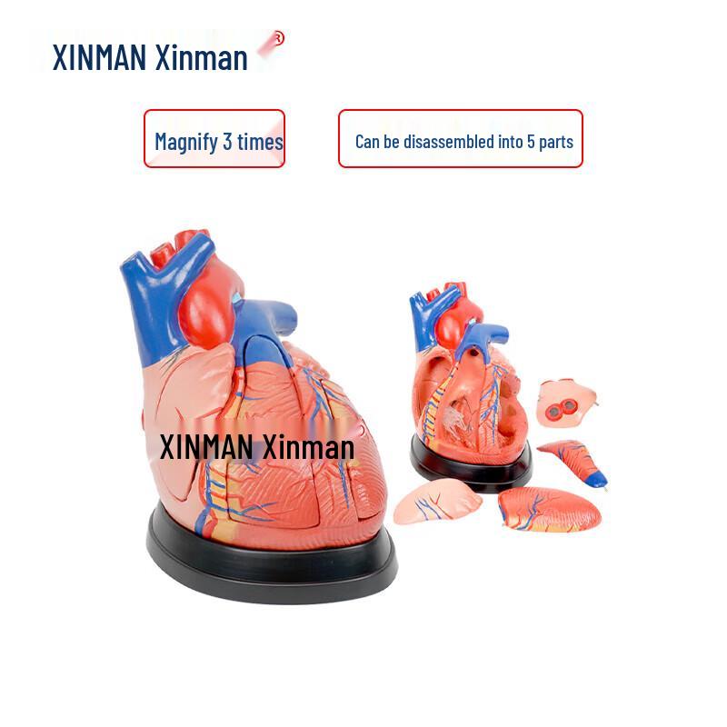 Xinman Medical Human Anatomy Teaching Models