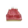 Dental Practice Model Maxillary Sinus Implant Model With Soft Gums Teeth Studying Teaching Oral Medical Communication Tools