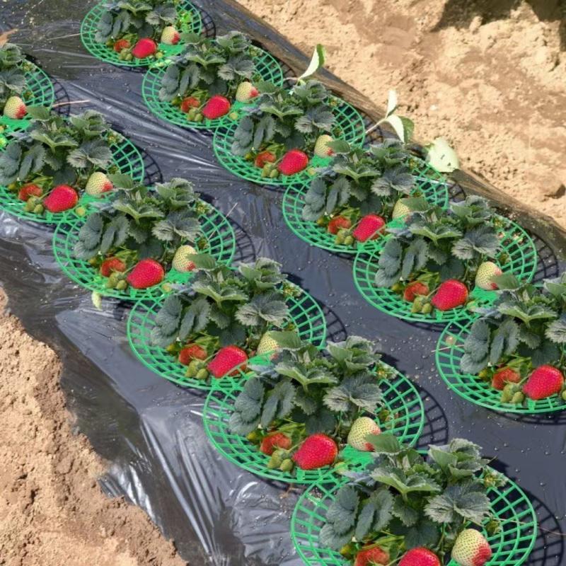 10Pcs Durable Watermelon Support Rack 3-Legged Reusable Strawberry Planting Holder Plant Protector for Farm Vegetable Growing