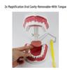 Children's Dental Teaching Aid: Tooth Brushing Toy Model