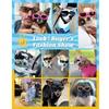 Adjustable Dog Eyewear Clear Vision Cat Glasses UV Protection Dogs Goggles  Motorcycle