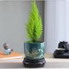 SEE KEAN Fragrant Pine Desktop Christmas Plant