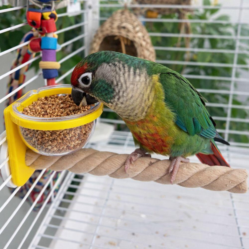 Wear-resistant Bird Cage Feeder Interactive Paw Grinding Bird Feeding Cup Non-slip Parrot Wood Perch Pet Bird Supplies