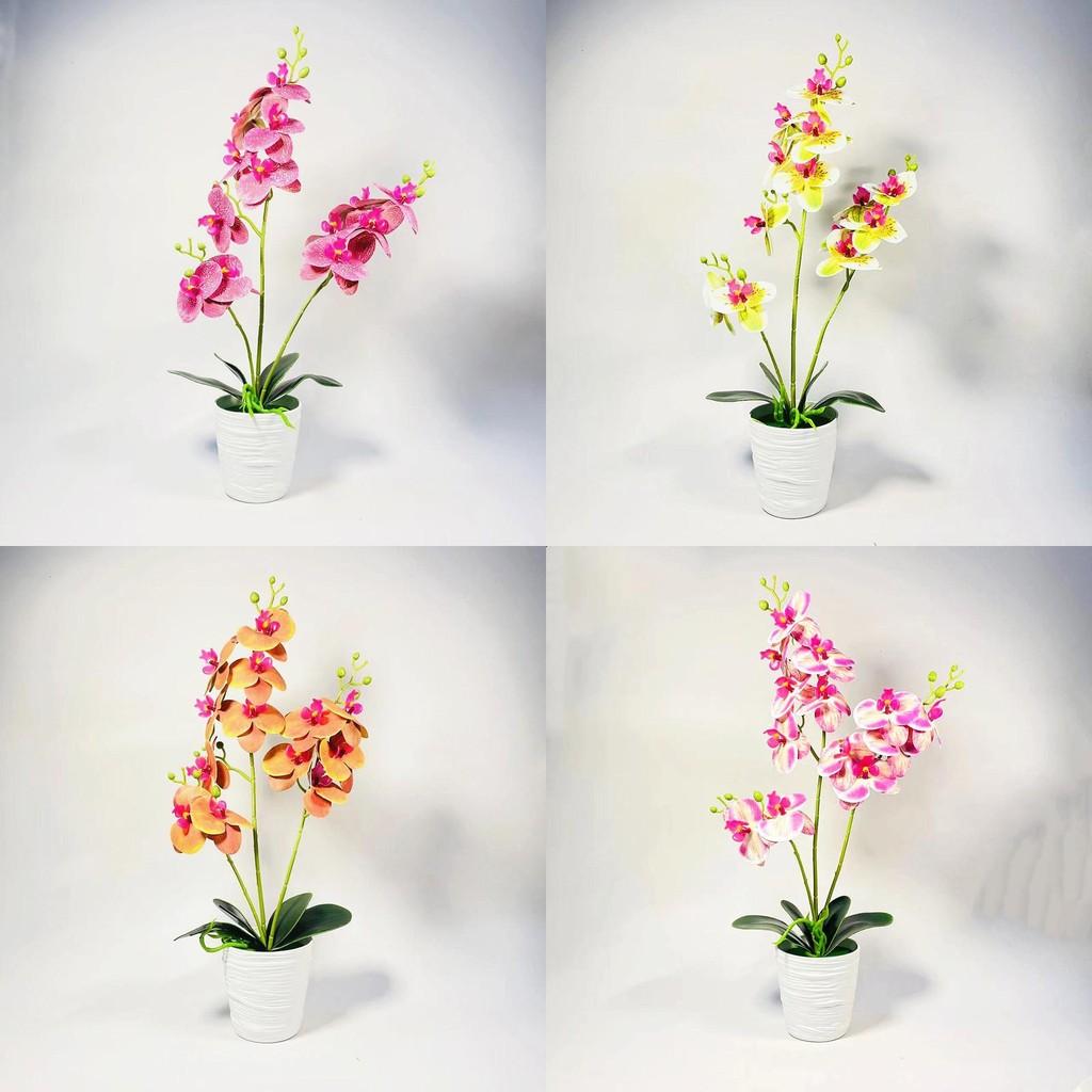 Phalaenopsis Potted Plant Ornament For Office Desk And Living Room Decor