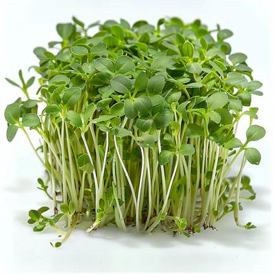 400 Garden Cress Seeds - SemiWild Permaculture