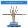 1:1 Human Skeletal Joint Models: Knee, Shoulder, Elbow, Hand, Foot, Hip