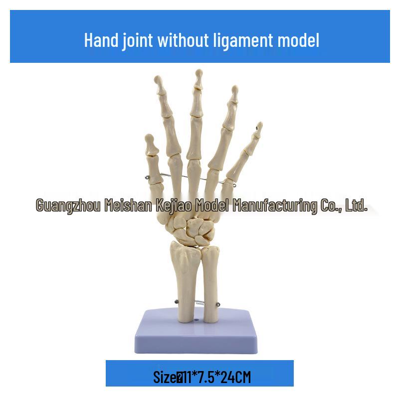 1:1 Human Skeletal Joint Models: Knee, Shoulder, Elbow, Hand, Foot, Hip