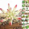 Artificial Flower Succulent Floral Mini Fake Diy Faux Plant Foliage Decor Garden
