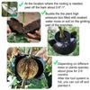 9Pcs Plant Propagator Ball Boost Plant Growth No Damage Translucent Increase Rooting Rate Indoor Outdoor Use