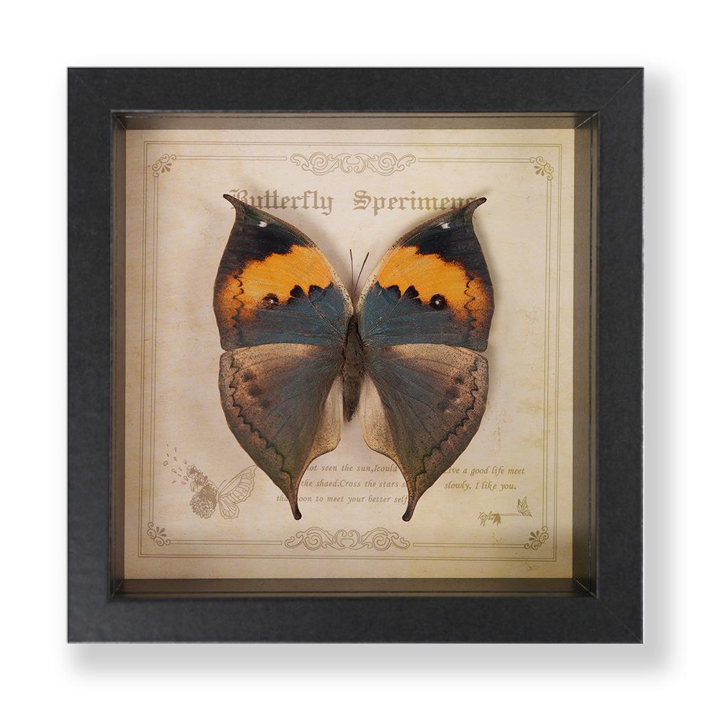Green Banded Swallowtail Butterfly Specimen Decorative Painting - Real Insect for Display