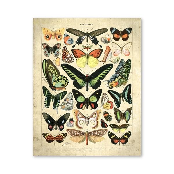 Vintage-Leinwandgemälde mit Gemüse, Früchten, Pilzen, antike Wandkunst, botanische Bilder, wissenschaftliche Poster und Drucke, Heimdekoration