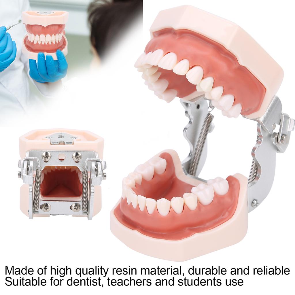 Detachable Teeth Model Simulation Dental Teeth Model for Teaching Practice with Screwdriver