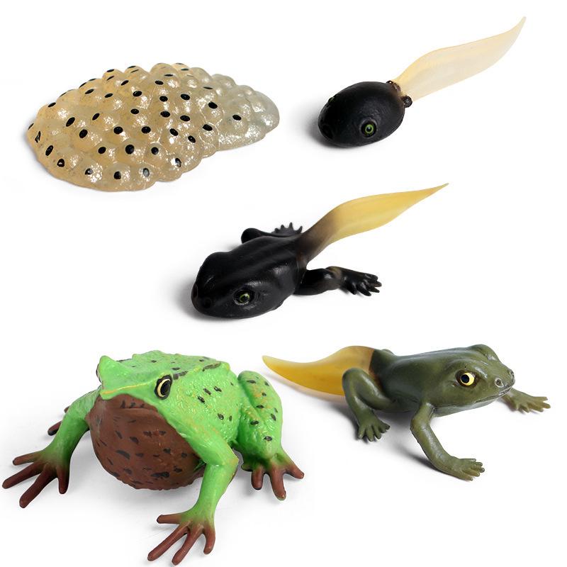 Frog Life Cycle Model Set: Tadpole to Frog Educational Toys for Kids