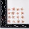 Snow Pearl Pressed Dried Flowers: Real Flowers for DIY and Teaching