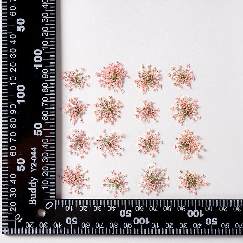Snow Pearl Pressed Dried Flowers: Real Flowers for DIY and Teaching