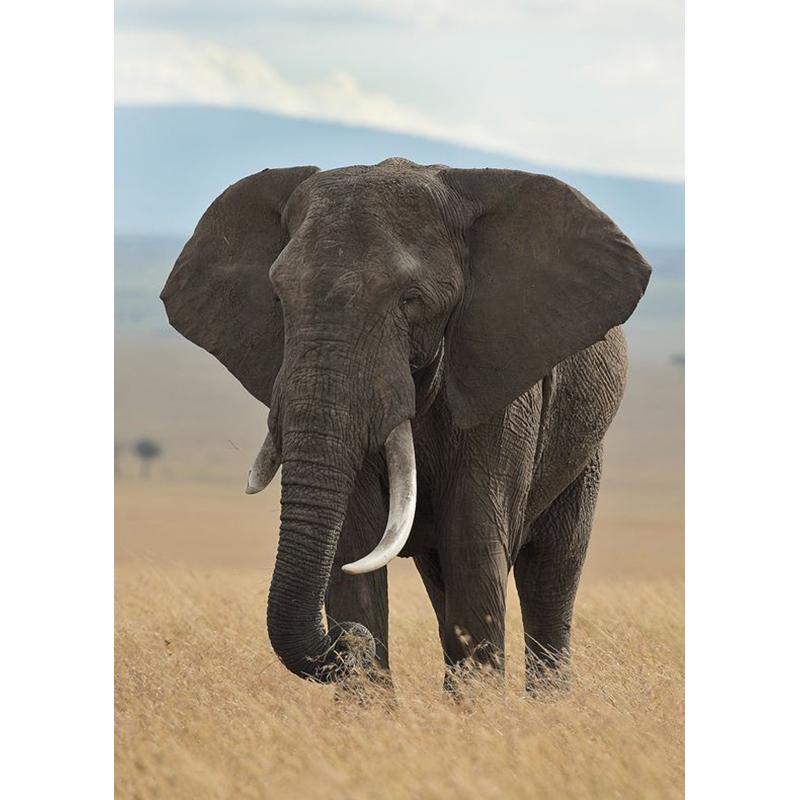 Diy Elephant 5D Diamond Painting Full Round Drill Cross Stitch Animal Diamond Embroidery Rhinestone Home Decor Wall Art Gift
