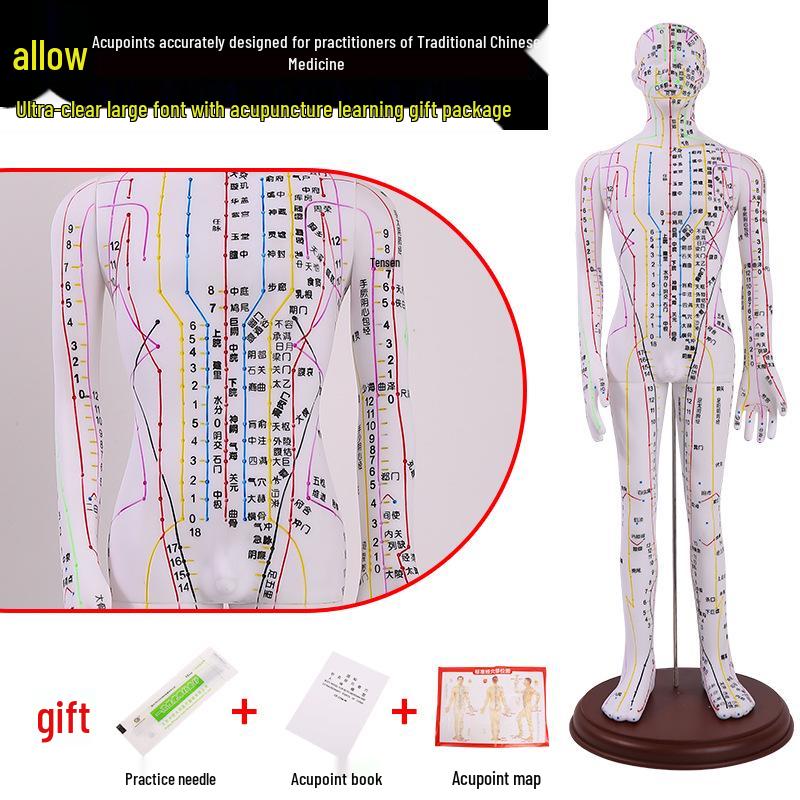 Ultra-Clear Silicone Model: Acupuncture & Meridians Teaching for Tuina Massage Practice