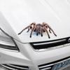 New Three-dimensional Car Sticker Spider Gecko Animal Simulation Car Tail Sticker Realistic Modification Creative Decor