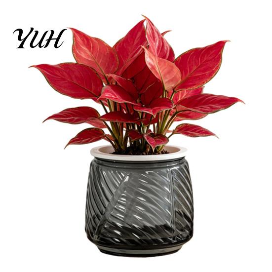 Deep Soil Planting Basin Self Watering Planter with Wick Rope for Indoor Plants, Double Layer Modern Decorative Flower Container Transparent