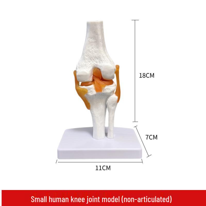 Human Knee Joint Functional Skeletal Model