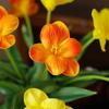 Opening Tulip Flowers Real Touch Artificial Flower Lifelike PE Foam Fake Flower for Wedding Party Decor Home Garden Decoration