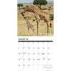 Willow Creek Press, Giraffes 2026 Wall Calendar, 12'' X 12'', 18-Month Calendar with Stapled Binding