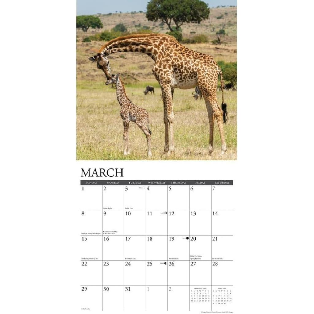 Willow Creek Press, Giraffes 2026 Wall Calendar, 12'' X 12'', 18-Month Calendar with Stapled Binding