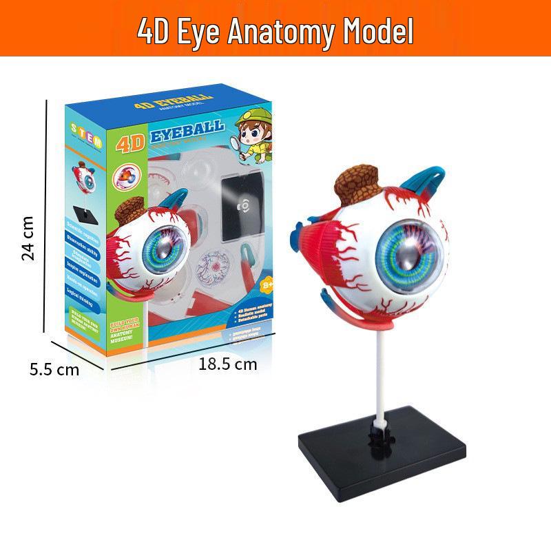 Children's Educational Human Anatomy Model - Skeleton & Organ Structure Toy for Medical Teaching